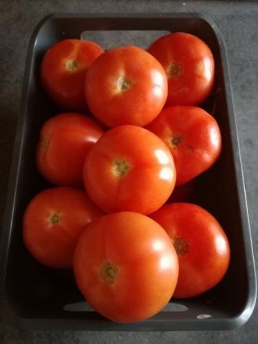 tomates